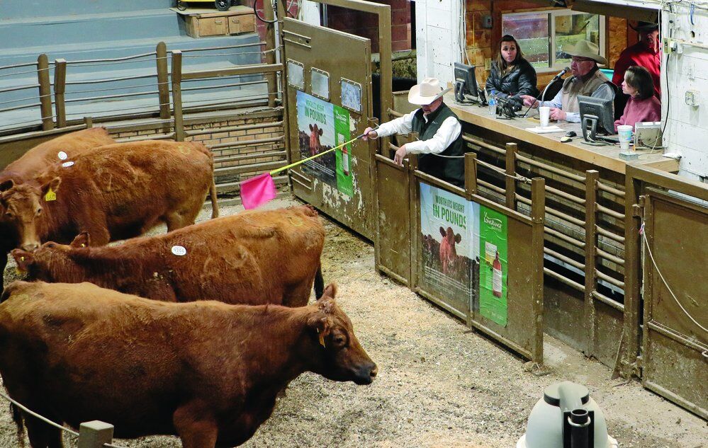 Platte Valley Livestock